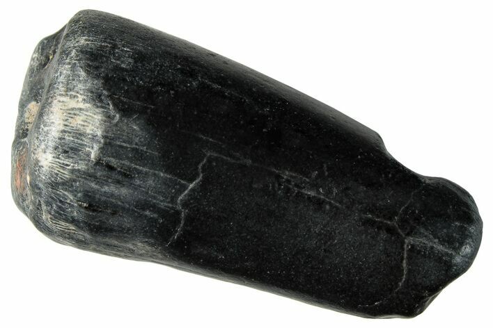 Dinosaur-Eating Crocodile (Sarcosuchus) Tooth - Niger #282091